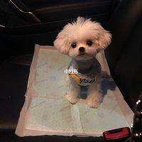 췭ӵŵ~~ Сͷ ĸﲻܽʵ