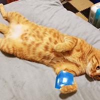 èҲʥڣƻġ