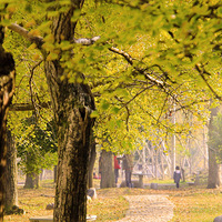 11.10���գ�ͽ�����˹ŵ�����Խ����ʮ�����ӳ���