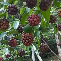 ��׼�����ˣ�������