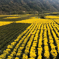 �������⻨����