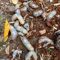 ��棬��棬�����Ĵ��