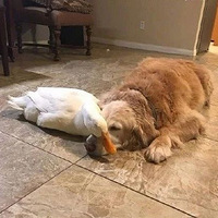 Ѽϵ׹裬ĥ׷Ųţ氮ˣ