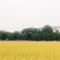 ż�������ֳ�