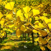 �����11.14ͽ��ʯ�ֹŵ�������֣����㽭����ǧ�����ӹŴ�