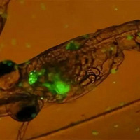 ˫ʮһ��������ʮ�ڸ����ϰ�װ��, �񻶹������ǻ�ȥ��δ���