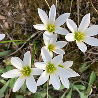 [1113]�����,ժ��æ,���۸ɻŻ�