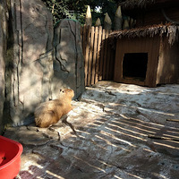 ��������������ǣ�һ����һ����������