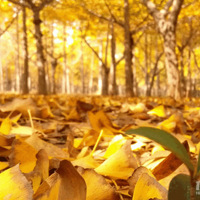 11.24�����գ�����ɽǧĶ�����֣������ɽ�����