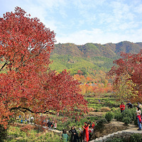 ������ɫ�����������ĺ�Ҷ��~