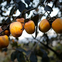 ������ũ�����ӷ���������