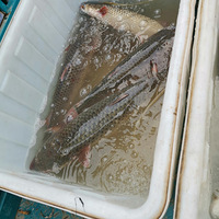 ��������в��л��