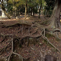 ��1129��������С����ֱ���ձ��˵����ʱȹ��˸ߣ��Ҳ�ͬ��