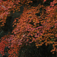 ������֯������ɽͽ�� ��ӭ����