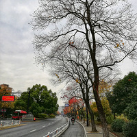 �����ˮ��֦