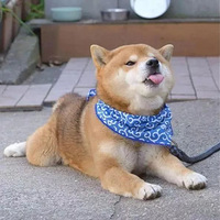 ҾȻһ?ʺˤϸ첲һԻЦģ¡