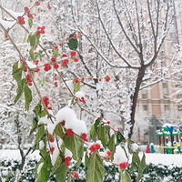 ��������ѩ������������Ȧ��ѩ����