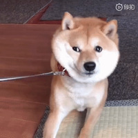 Ȯˣʿ