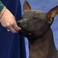īëȮȫëĹȻʮϡУΪʹ