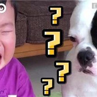 法斗在线欺负小主人：分一口饼干而已，你怎么就哭了…