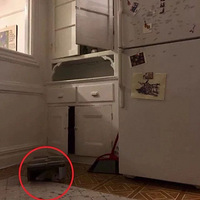 下班回家后，我的猫不见了……