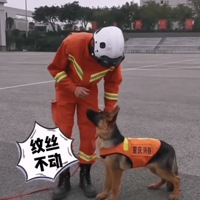 警犬一开始也是菜鸟：值夜班睡大觉，有的狗狗还找训导员撒娇