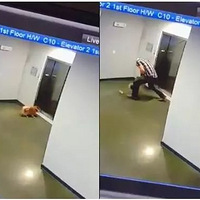 电梯“吃狗”只在一瞬间，主人该如何快速解救狗狗？