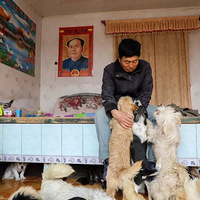 “求您救救它们吧”，7旬绝症老人抱着狗狗求人模样让人泪目..