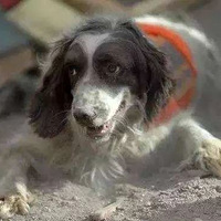 两只英雄搜救犬救人无数，最后却被人毒害身亡，多么讽刺！