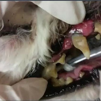猫狗口臭，让它多喝水就可以吗？并不是，缺了这2个环节都不行