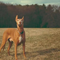 法老王猎犬：数千年前埃及国王的爱犬，如今还是马耳他的国犬