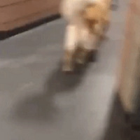 ֽʧԣĻ֣ȻǾȮ...