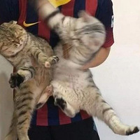 ֻ�������¶Է���ͷ����è�ʹ���צ�����Ц���ˣ�