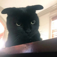 ��è�������ɻ�����������è���Ҫ��ܣ�������èԵ���