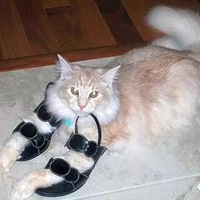 èΪʲôϲ����ʺ�ٵ�Ь�����ྐྵ��...