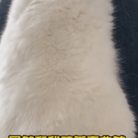 èèΪ����������Ȼ�������ɡ����������ϣ��ұ�֤���è����ѧ��