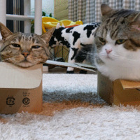 ����èVSɳ��è��������Ц����Բ���������Զ����࣡