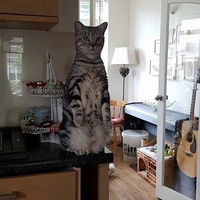 ���ѷ����ˡ�èè�Ի���͡����������һ������Ц���ˣ�