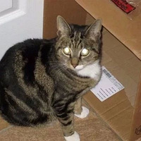 6��ǰ��ʧ��19����è��ƽ��ҹ�ؼң������Լ����������ţ�