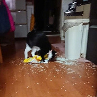 ���ѱ�ʾ������è��5���´��Ѿ��ƻ�����ô���ˣ������Σ�