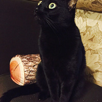 ���ѱ�����è�Ӽ飬��ϸһ�����ŷ���������������èè��̽�ף�