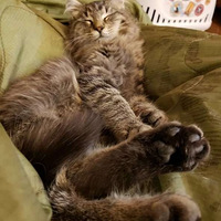 �����ڿ����ӣ�è��������ͷ��ȴ�ɳ������£������ģ�