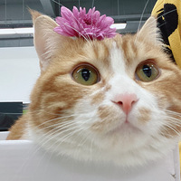 һ��24Сʱ���ܿ���è���ˣ���ĺ�ק��