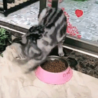 ��������벻����è���ж������