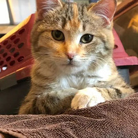 ����32���Ϻ�����������è�ÿ������ֵ���Ѱ����������ů�ģ�