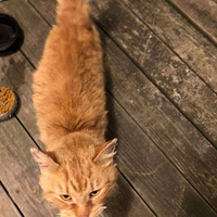 ��Ϊ��è�����𺣣�ȴ��ʥ��ҹ�����漣��ȫ���ط걧�Ŵ�ޣ�