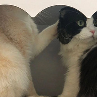 ��è�ּ�����һ����ţè��Ȼ���������һ����ս��