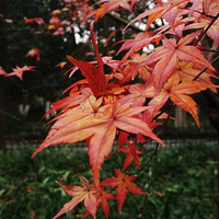 ���˹��������