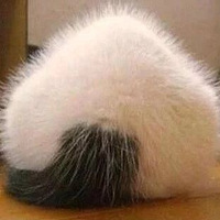 ���Ҽ�è���������ٺƣ�����������