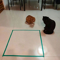 ��˵�ý����ڵ���Ȧ��Ȧ��è�ͻᱻ��ӡ���������������º�